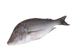 ماهی سنگسر شهری منجمد